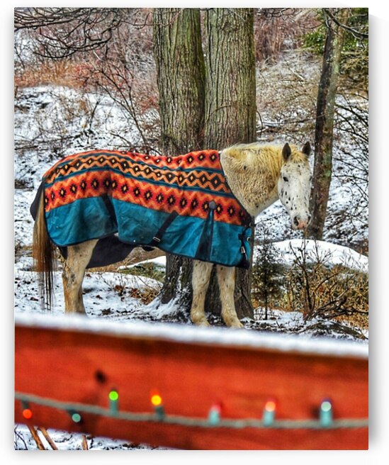 Horse in Winter by Kevin Savage