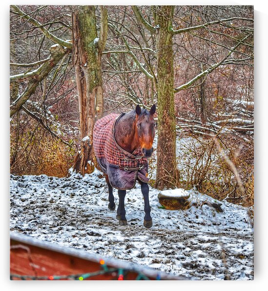 Galloping Horse by Kevin Savage
