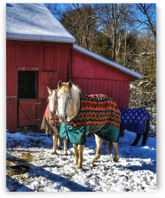 Horses in Winter by Kevin Savage