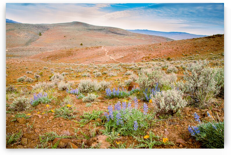 Bald Mountain Wildflowers - Lassen County California by Mike Lee
