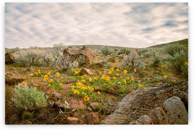 Gold in the Desert - Bald Mountain - Lassen County California by Mike Lee