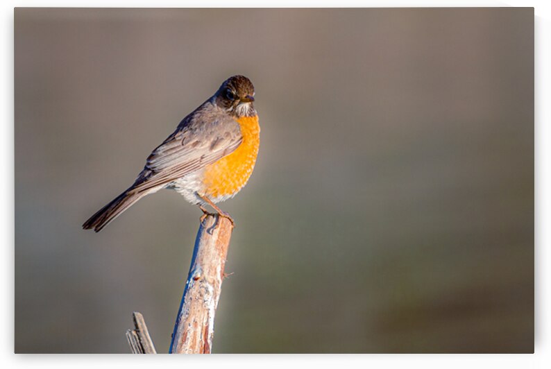 Robin in Golden Light - Shasta County California by Mike Lee