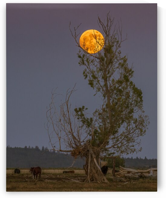 Ranch Moon - Lassen County California by Mike Lee