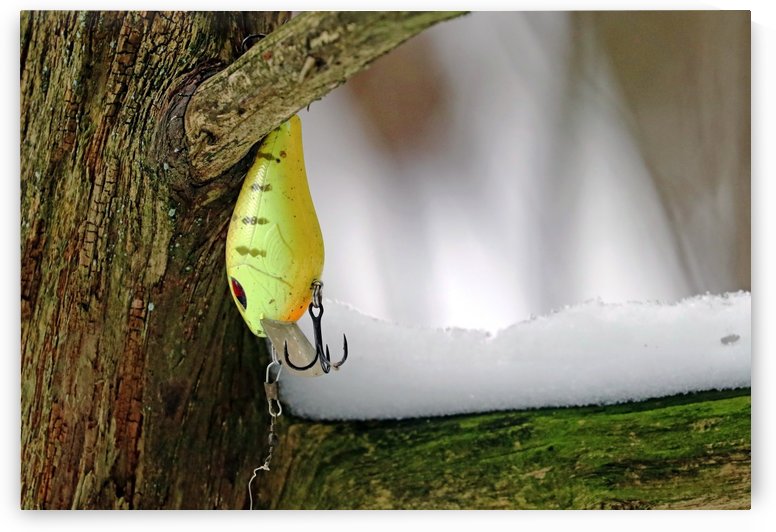 Shad Rap In A Tree by Deb Oppermann