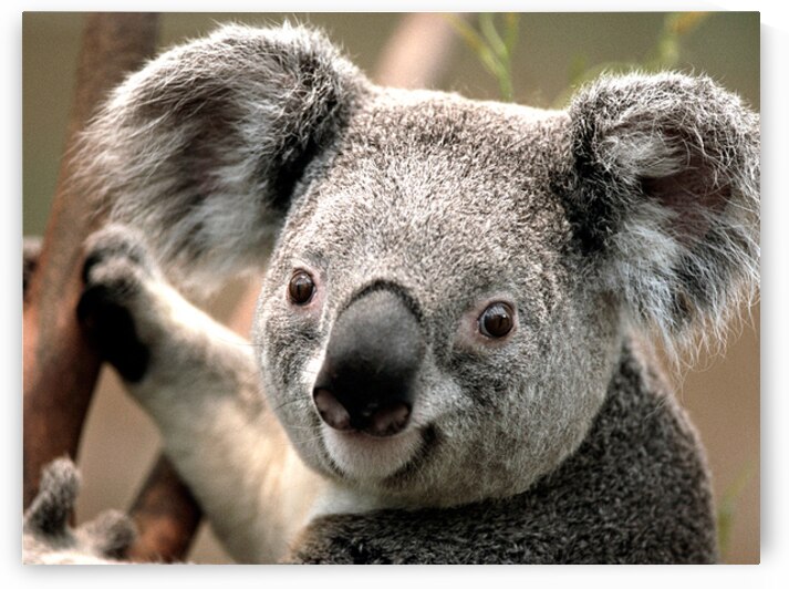 Koala sur une Branche by madeira designs