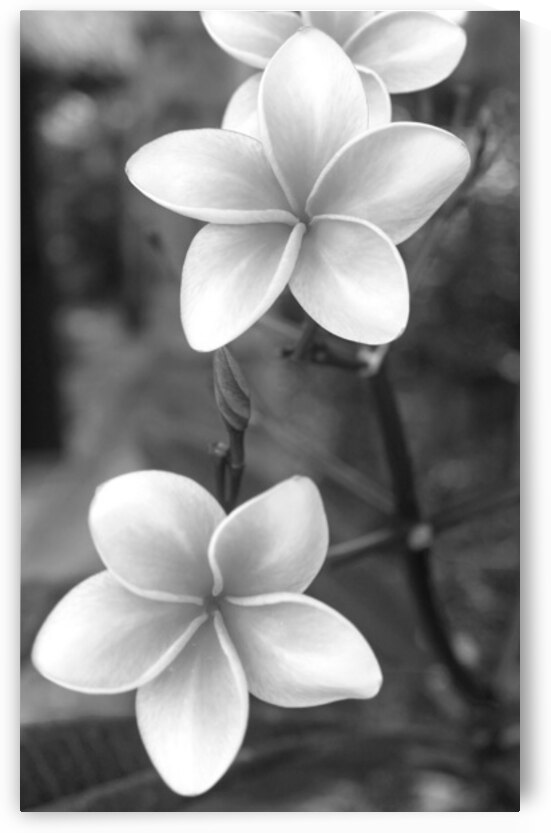 Golden Bloom Harmony - Belize B&W by Timeless Scenery Photography