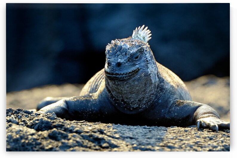 Marine Iguana perched on the rocks Punta Espinosa by Kevin Oke