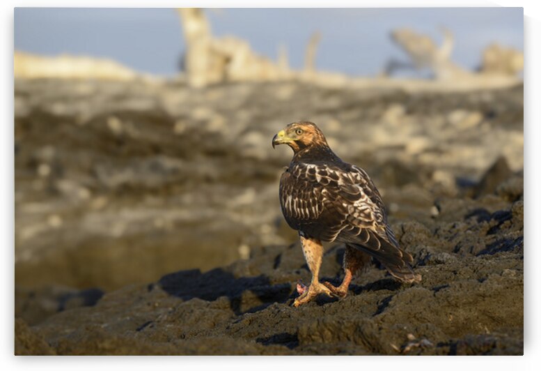 Galapagos Hawk Buteo galapagoensis perched on lava by Kevin Oke
