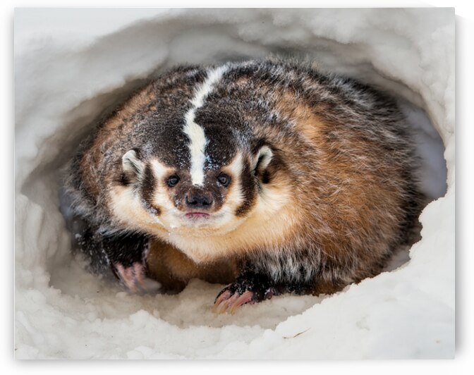 American Badger in Snow Den by Jerry Fornarotto