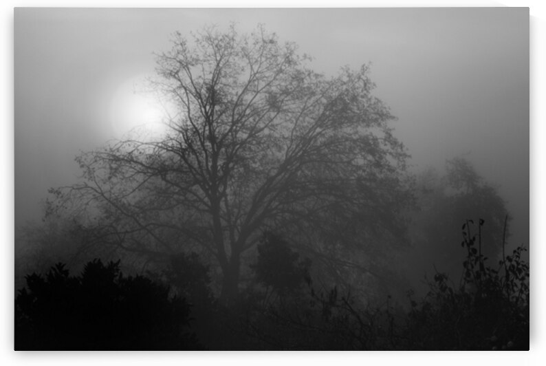 Morning Fog by Frank Wilson