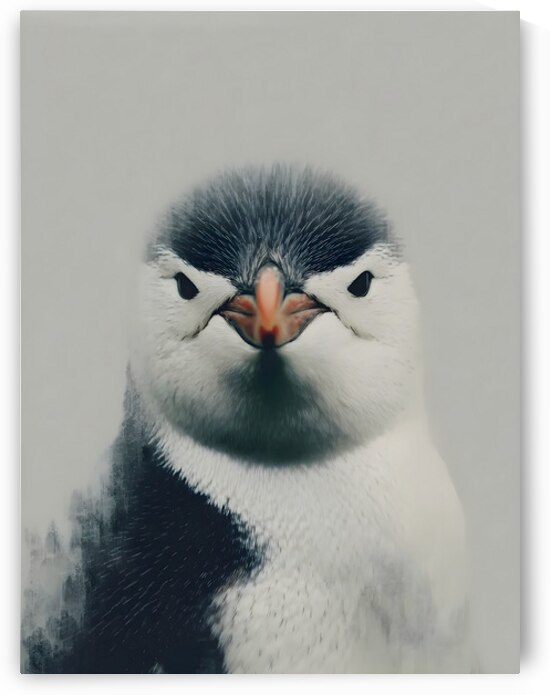 Curious Penguin – Black and White Penguin Portrait by Savage Art Prints