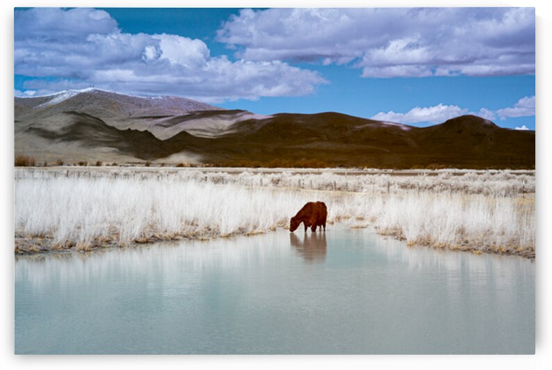 Visit to the Watering Hole Infrared - Lassen County California by Mike Lee