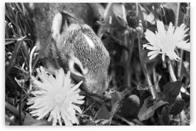 Little Rabbit - Ontario Canada B&W by Timeless Scenery Photography