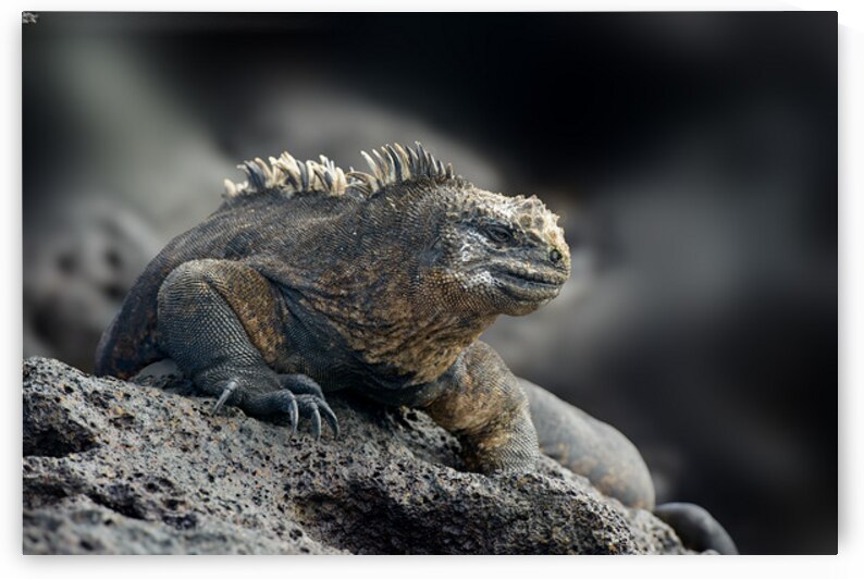 KO EC 9612 by Kevin Oke