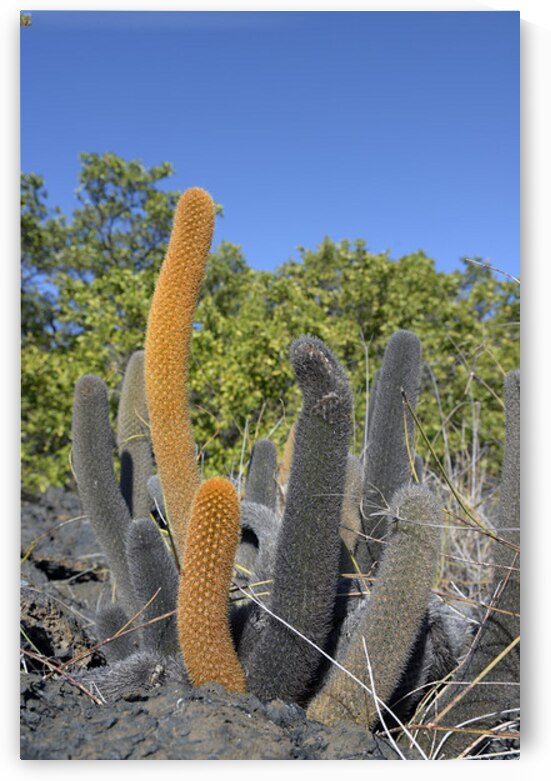 KO EC 8313 by Kevin Oke