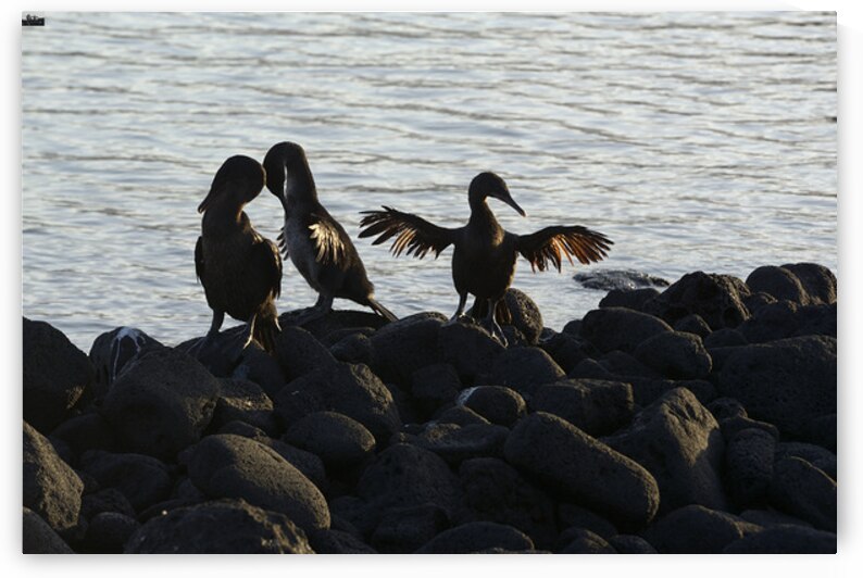 Flightless Cormorants Phalacrocorax harrisi stretching their wings. Punta Espinosa. Fernandina Island. Galapagos Islands. Ecuador by Kevin Oke