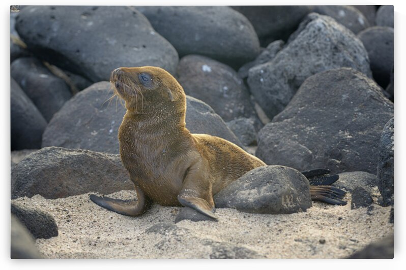 KO EC 14065 by Kevin Oke