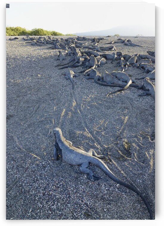 Group of Marine Iguanas on the sand. Punta Espinosa. Fernandina Island. Galapagos Islands. Ecuador by Kevin Oke