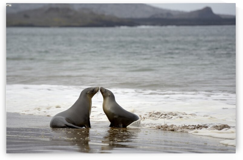 Galapagos sea lions Zalophus wollebaeki playing in the waves on Playa Espumilla. Santiago Island. Galapagos Islands. Ecuador by Kevin Oke