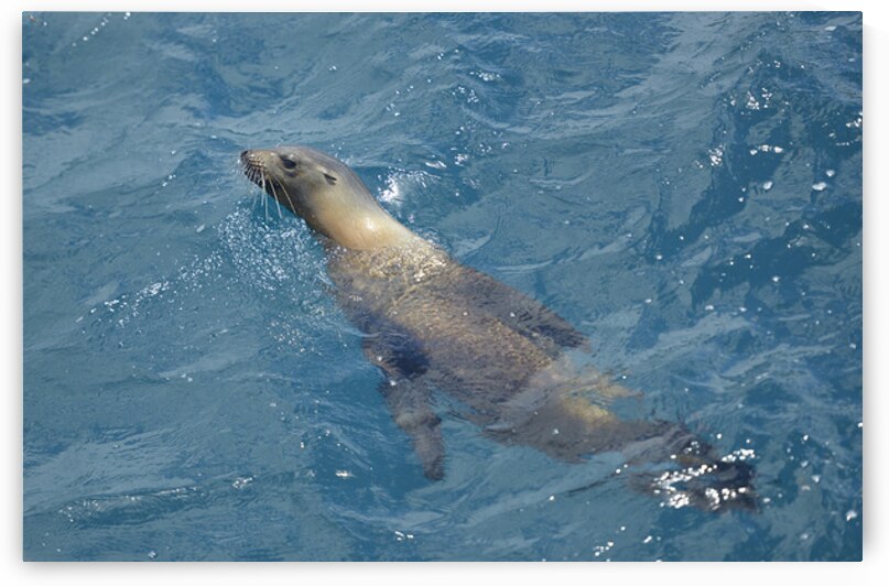Galapagos sea lion Zalophus wollebaeki swimming in the ocean Floreana Island Galapagos Islands Ecuador by Kevin Oke