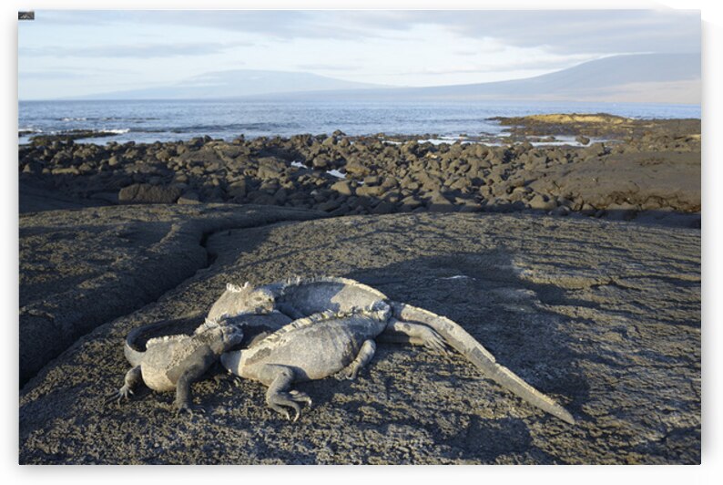 KO EC 10853 by Kevin Oke