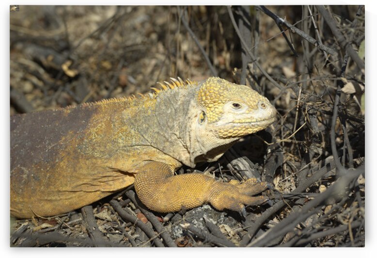 Galapagos land iguana. Isabela Island. Galapagos Islands. Ecuador by Kevin Oke