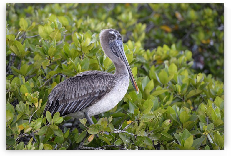 KO EC 7861 by Kevin Oke