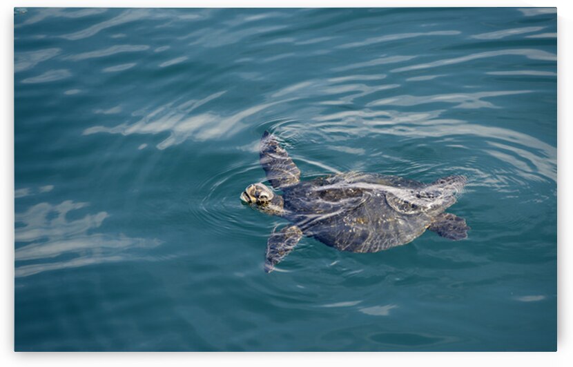 Galapagos green turtle. Isabela Island. Galapagos Islands. Ecuador by Kevin Oke