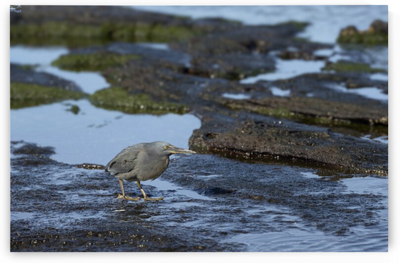 KO EC 13303a by Kevin Oke