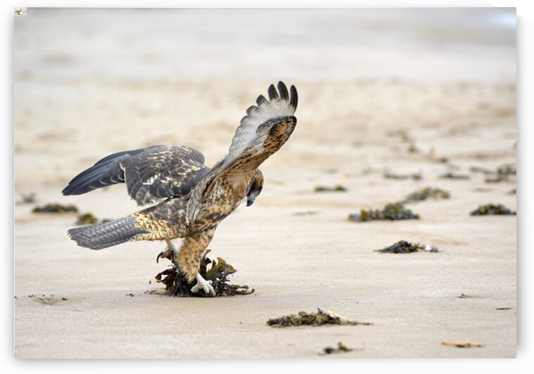 Galapagos Hawk landing on Espumilla Beach. Santiago Island. Galapagos Islands. Ecuador by Kevin Oke