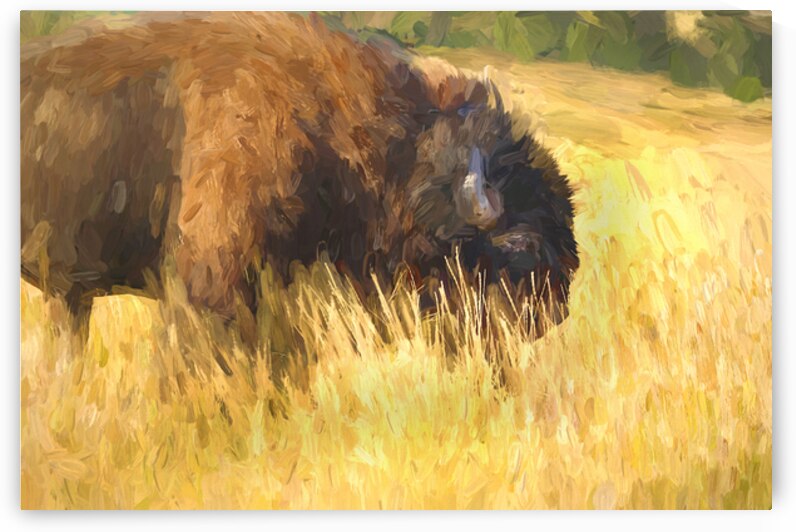 Buff Bison Buffalo Yellowstone Montana X100 1 by Rich Franco