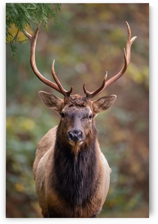 The Crowned Prince by Josh DeLeenheer