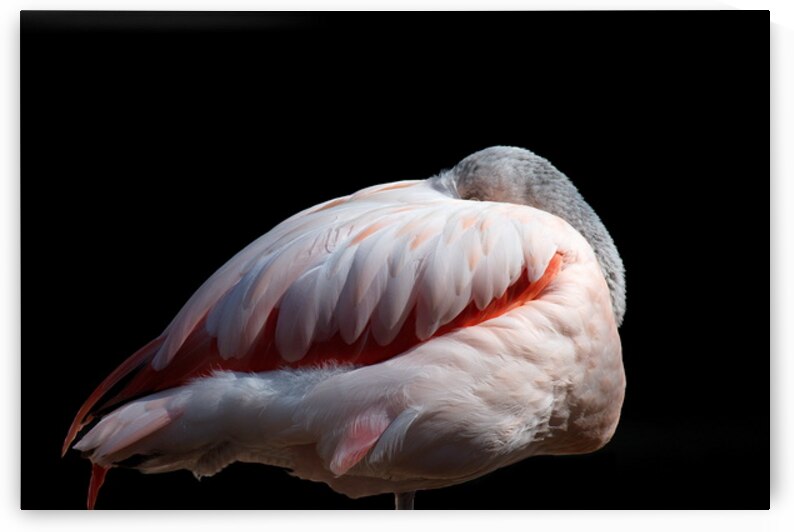 Flamingo by Michael Van Zandt Photography