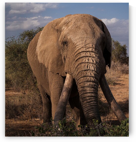 The Patriarchs Path by Joe Ng