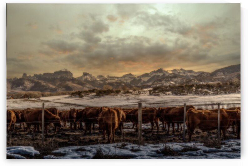 On the Way Home by Susan Humphrey Art