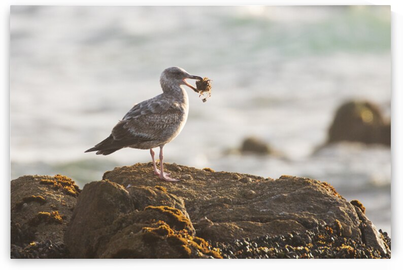 Coastal Dinner for One - Asilomar State Beach - Pacific Grove California by Mike Lee
