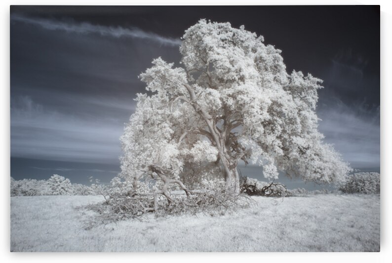 Ancient Blue Oak in Infrared - Redding California by Mike Lee