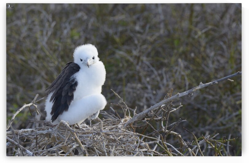 KO EC 14270 by Kevin Oke