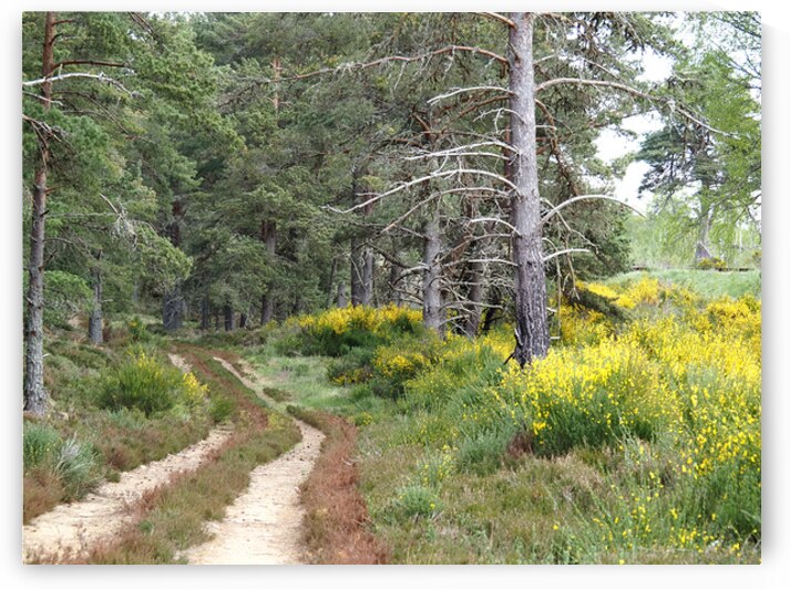 The Pines with the Broom                                                                                                                      by Catriona Roberts Nature Photography and Designs