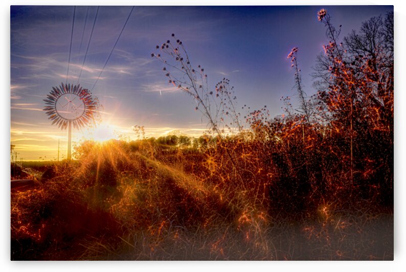 Petals of Iron Glow of Gold by Norma Brandsberg Photography