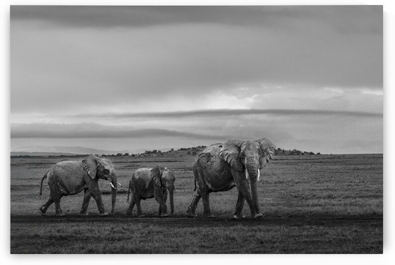 The Ancient Path by Joe Ng