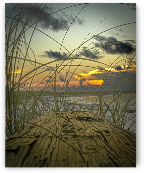Driftwood Dunes at Sunset by Gregory Allen