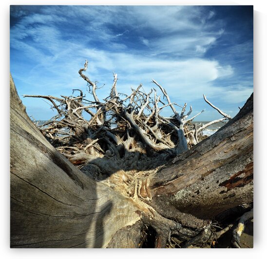 Eroticism at Driftwood Beach on Jekyll Island by Bill Swartwout Photography