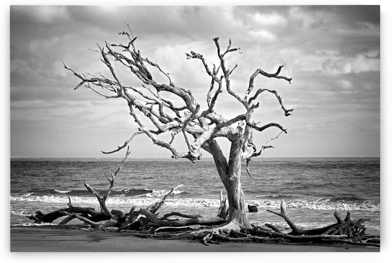 Driftwood Beach Lone Tree in Black and White by Bill Swartwout Photography