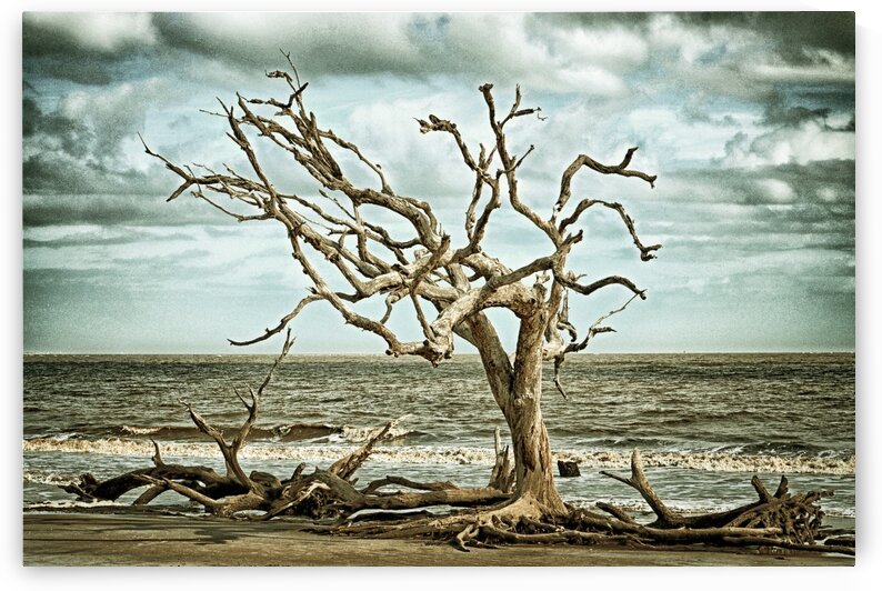 Driftwood Beach Lone Tree Blackgold by Bill Swartwout Photography
