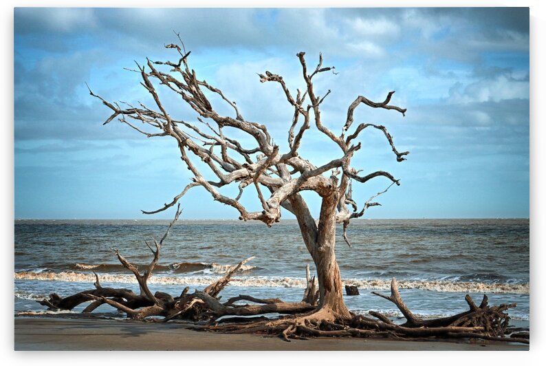 Driftwood Beach Lone Tree by Bill Swartwout Photography