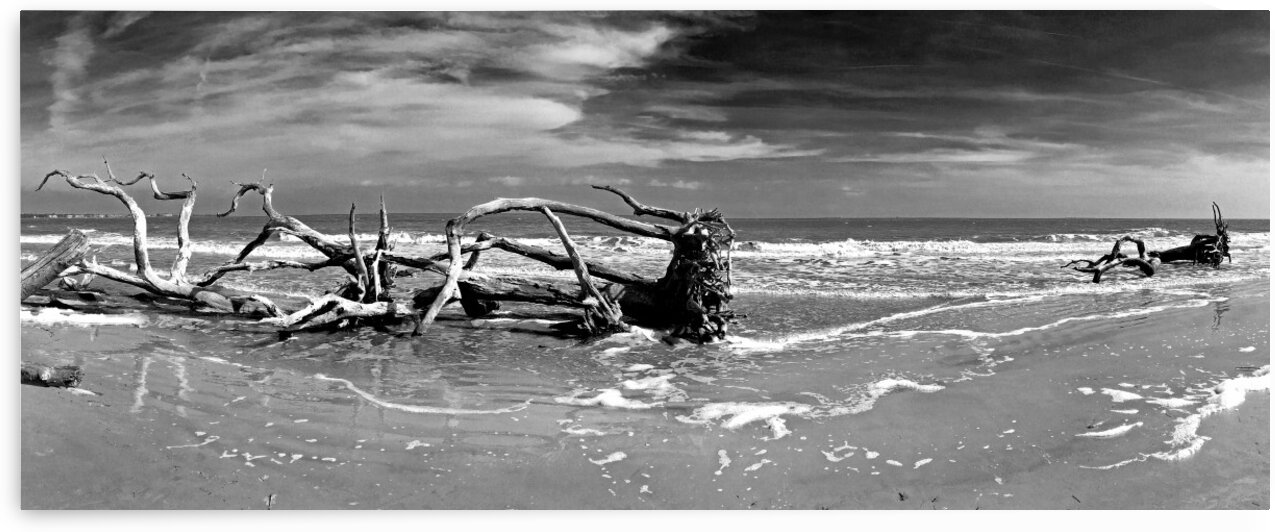 Driftwood Beach Panorama 103 Black and White by Bill Swartwout Photography