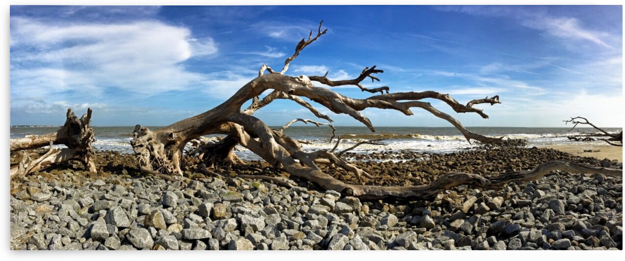 Driftwood Beach Panorama 101 by Bill Swartwout Photography