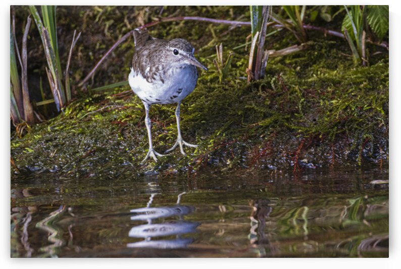 Spotted Sandpiper on the hunt in Redding California by Mike Lee