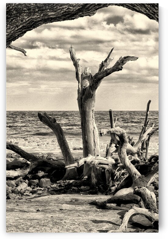 Driftwood Beach Uplifting Black and White by Bill Swartwout Photography